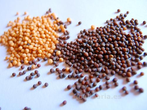 semillas de mostaza | Innova Culinaria